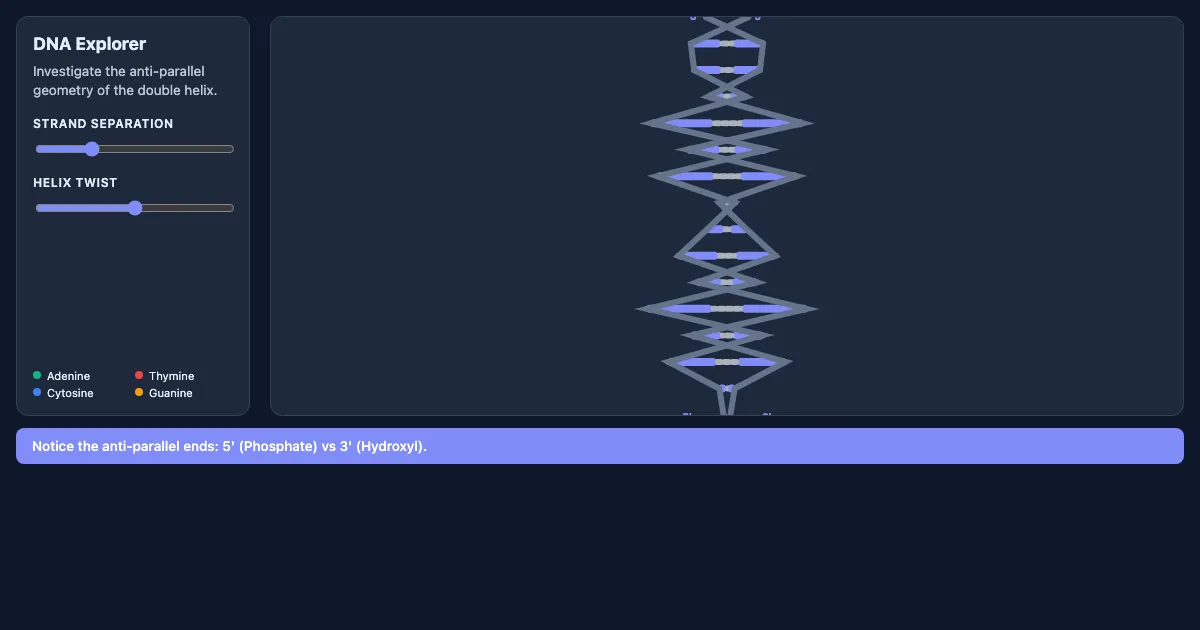 Preview of the DNA Anti-Parallel Structure Demo interactive demo