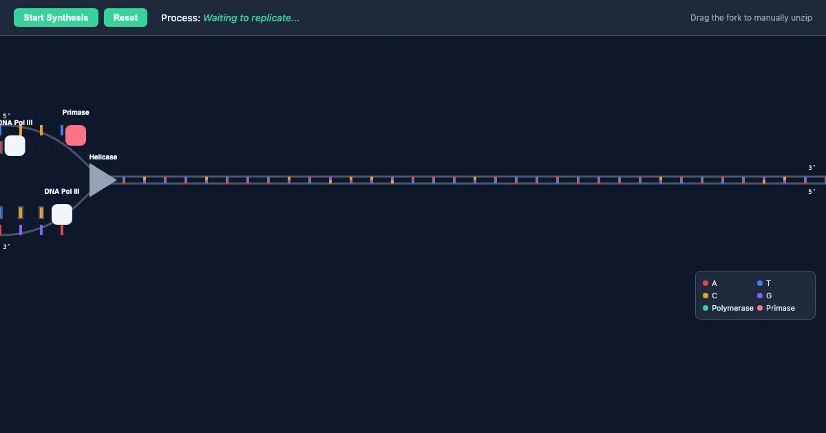 Preview of the DNA Replication Interactive Demo interactive demo