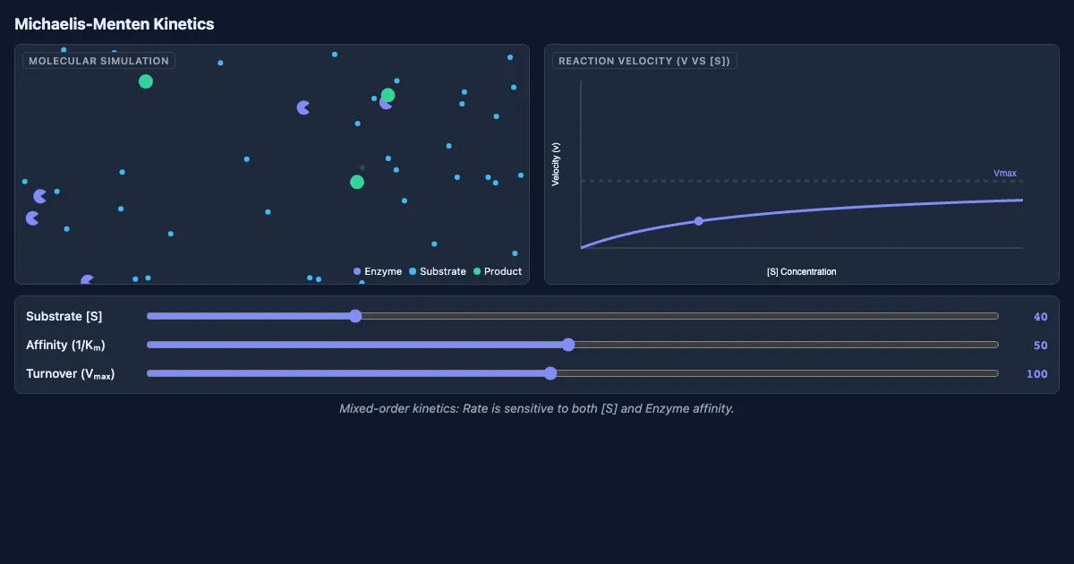 Preview of the Enzyme Kinetics Interactive Demo interactive demo
