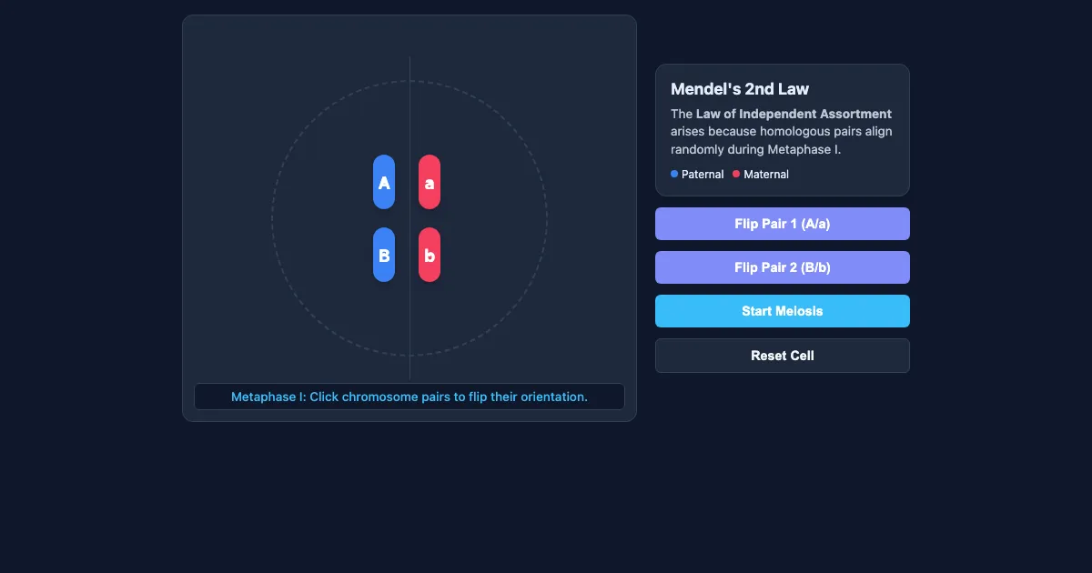 Preview of the Meiosis & Independent Assortment Demo interactive demo