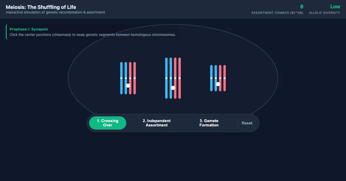 Preview of the Meiosis: The Diversity Engine interactive demo