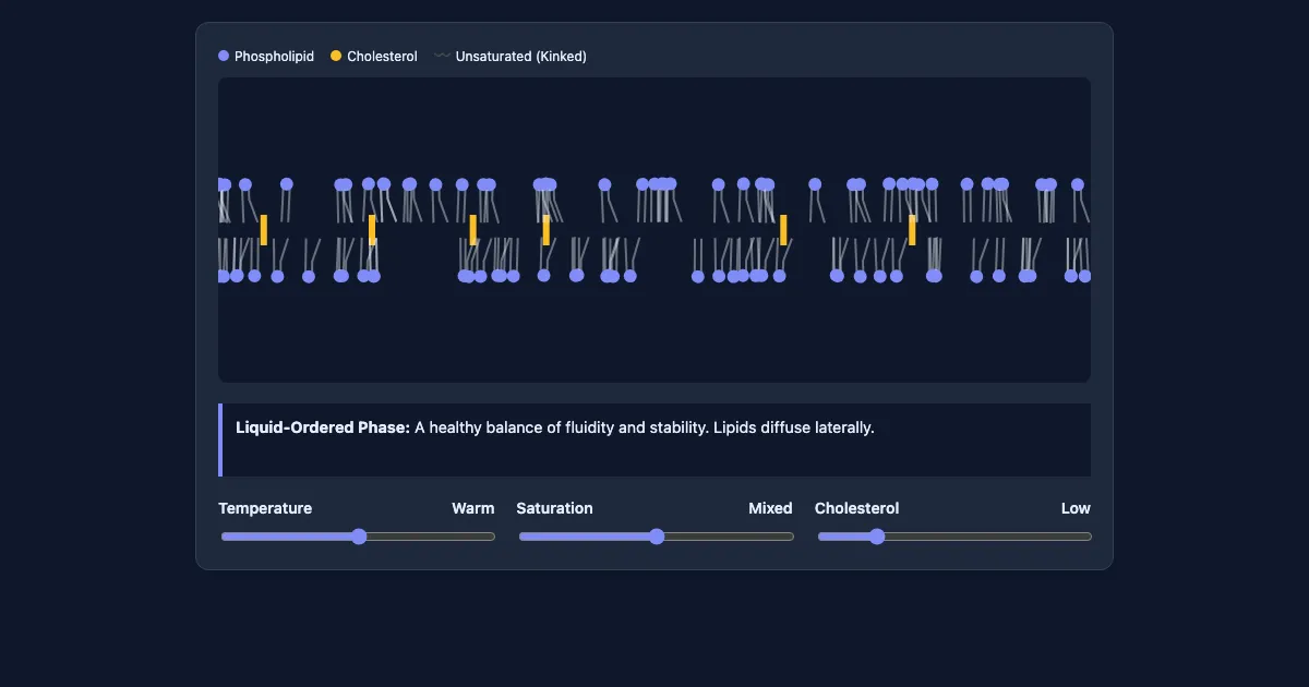 Preview of the Membrane Fluidity Simulator interactive demo