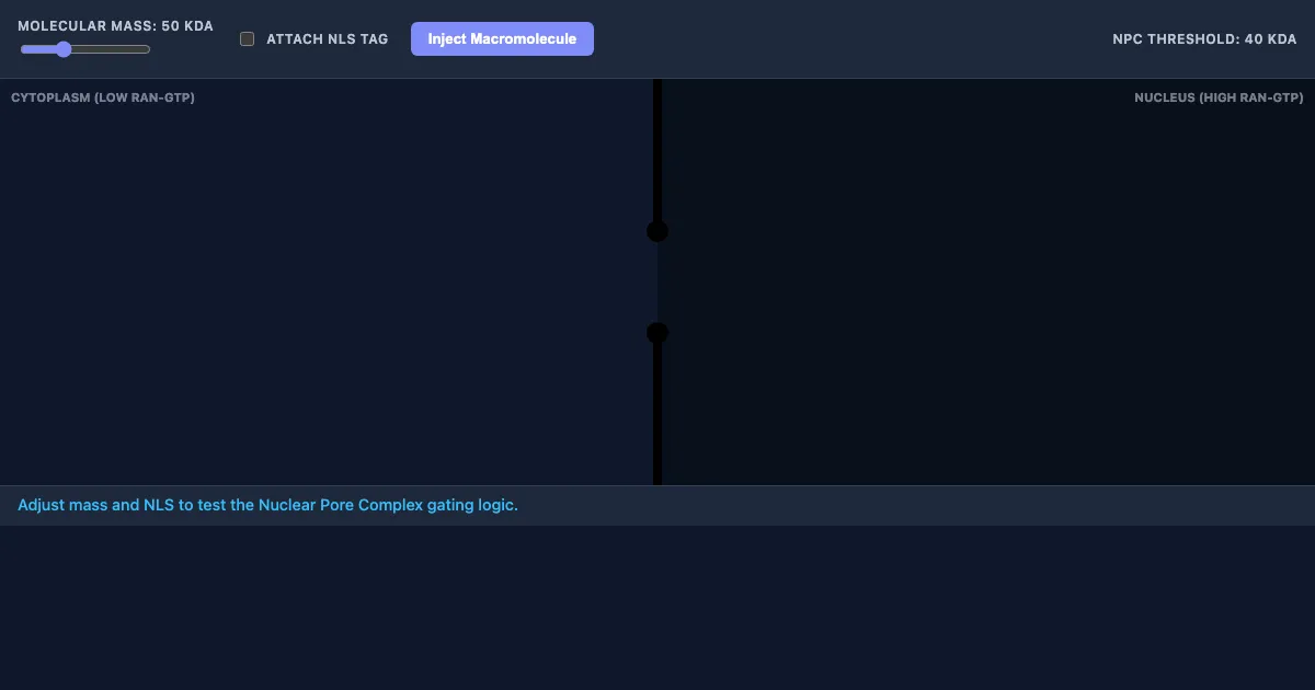Preview of the Nuclear Pore Gating Simulator interactive demo