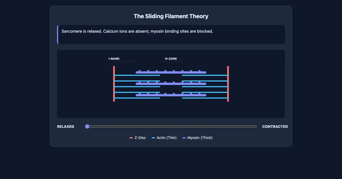 Preview of the Sarcomere Dynamics: The Sliding Filament Theory interactive demo