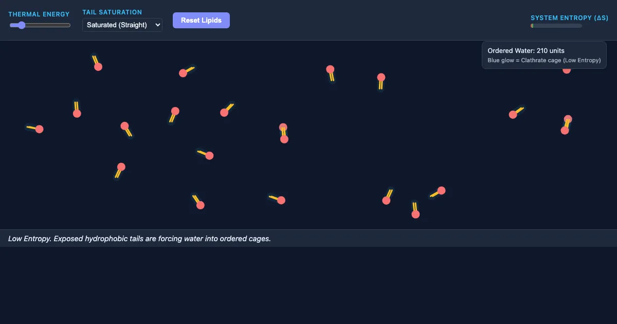 Preview of the The Hydrophobic Effect & Membrane Assembly interactive demo