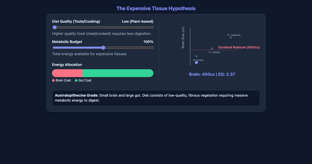 Preview of the The Metabolic Trade-off & Encephalization interactive demo