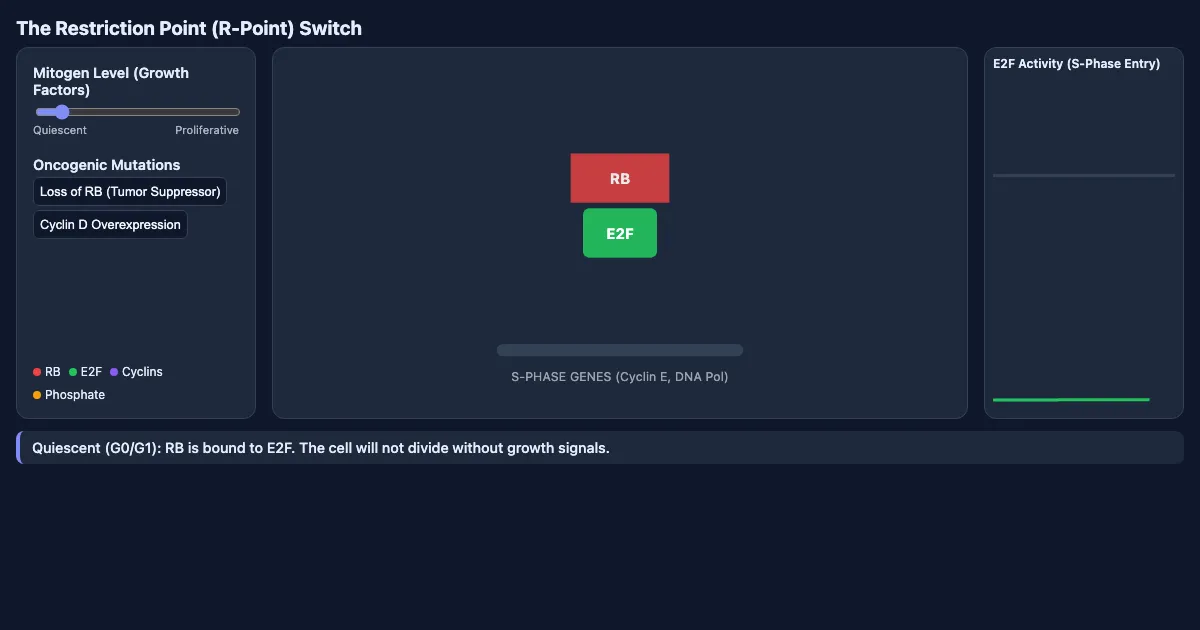 Preview of the The RB/E2F Bistable Switch interactive demo