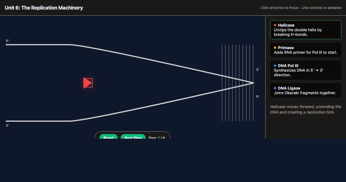 Preview of the The Replication Fork: Lagging Strand Choreography interactive demo
