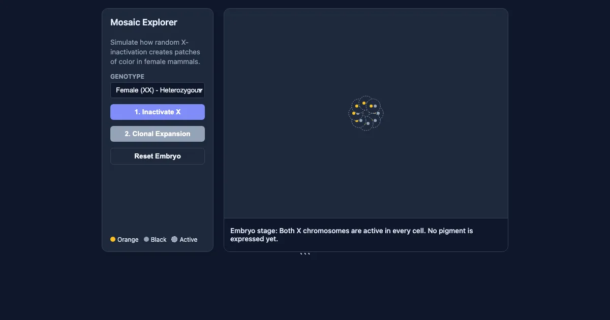 Preview of the X-Inactivation & Mosaicism Demo interactive demo